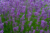 LavenderEssential Oil